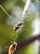 webbed insects in the forest