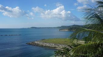 palm trees with the sea