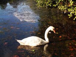 Beautiful and cute, white swan in the pond with colorful leaves, among the plants