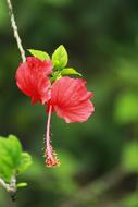 Flower Butterfly