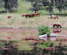 Horse Animals near River