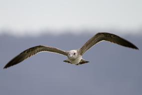 Seagull Flight