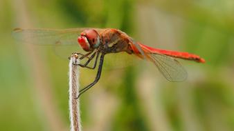 beautiful dragonfly on a green background