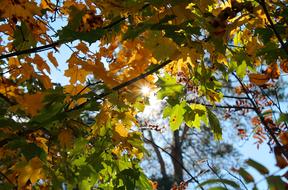 Autumn, Sun bursting through maple Leaves