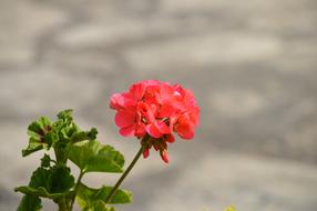 Flower Field