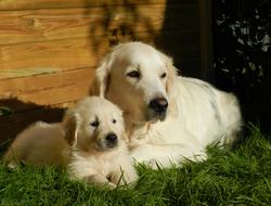 Dog Puppy Golden Retriever