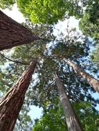 tall tree poles in the forest