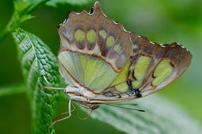 Butterfly Exotic Insect