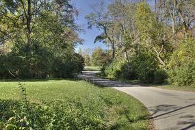 Scenery Trees Artistic