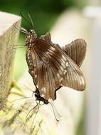 Butterfly Exotic Insect