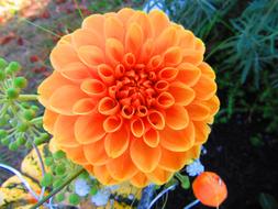 Macro Flower