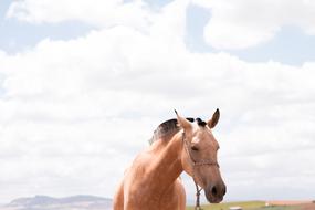 domestic Horse Outdoor