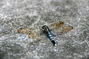 Macro photo of the colorful, shiny dragonfly on the rock