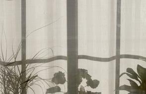 House Home Plants window
