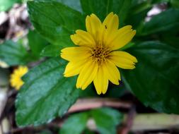 yellow flowers on the leaves