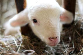 Sheep Lamb Ram