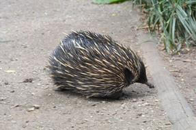 Cute and beautiful, colorful echidna on the road in Australia