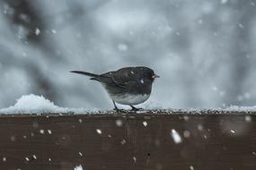 little bird, snowfall, winter