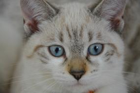 cute kitten with blue eyes