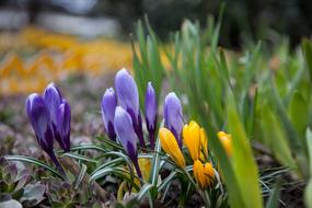beautiful garden flowers in color
