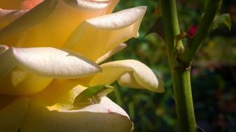 Rose Frog Garden