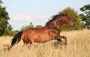 a handsome brown horse gallops across a golden field