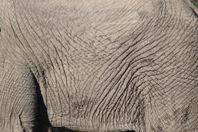 Elephant Animal Skin