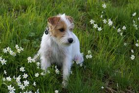 Domestic Dog at Spring grass