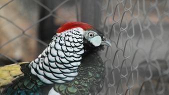 Birds Colombia