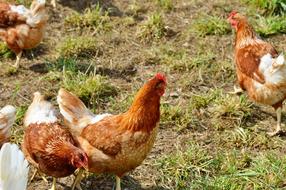 Poultry Chicken Hen