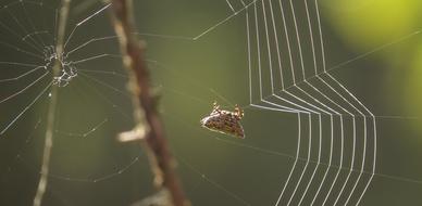 Arachnid Spider Insect on Web
