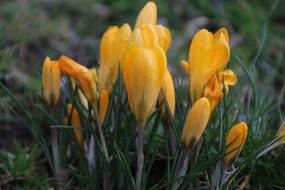 group of closed Yellow crocus Flowers