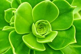 Wurz Houseleek Turmeric Plant