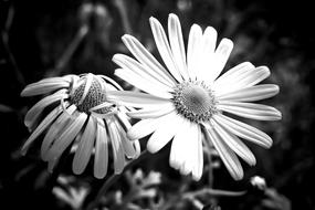 large white flowers spring