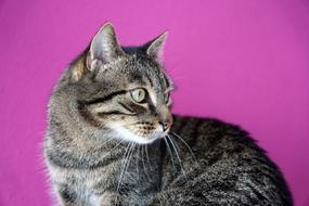 Cat Animal Pet at pink background