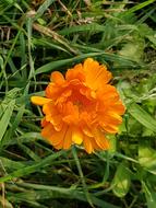 orange marigold, green grass
