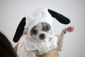 cute chihuahua in snoopy costume