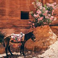 Donkey Horse Animal
