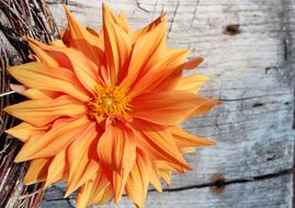 orange dahlia on a wood wall background