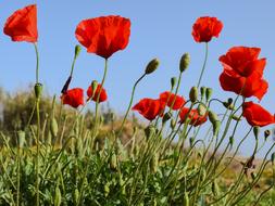 red poppy with green leaves in the field