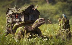 Beautiful green wood turtle with the house on it near the tree stump with the colorful bird