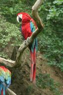 colorful parrots macaw on a branch at the zoo