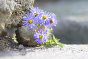 small flowers on a rock