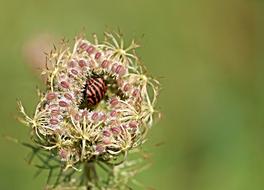 Close-up of the striped bug on the colorful and beautiful flowers