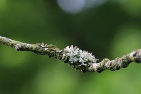 the branch is beautiful