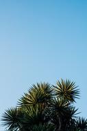 green beautiful palm trees against the sky