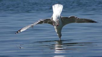 wild Nosedive Baltic Gull