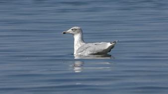 Seagull Baltic Gull bird