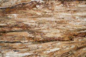 Close-up of the colorful, old texture of the tree