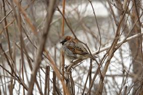 Sparrow Bird at tree branches